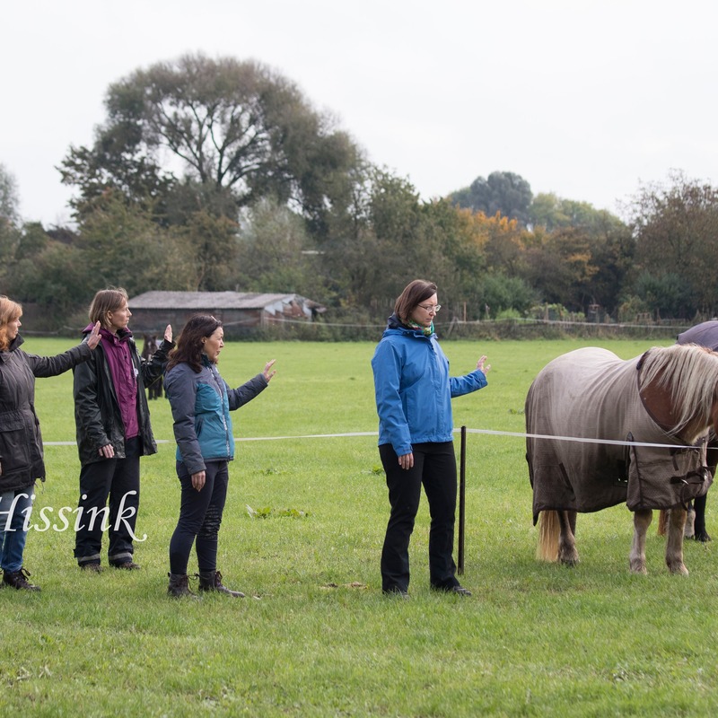 De Hold Hand leren voelen en contact maken dmv Spiegelen. Zie het rustgevende en saamhorige effect ervan bij de paarden. Achter het draad om de persoonlijke bubbels voor deze oefening duidelijk te hebben.
